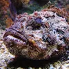 stonefish_74