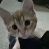 ilovecatss02