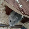 h_thehamster