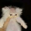baldflordiacat