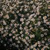 _lixaia_258