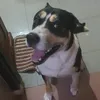 milothedogs
