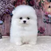 phocsocmini