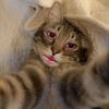 kashaf_891