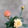 saadadinosman