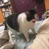 legaspommer