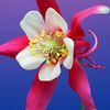 udaychakraborty92