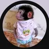 monkeywithnopant