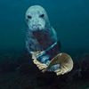 seal_enthousiast06