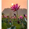 fleurlotus229