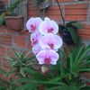 lilimarecoledesma
