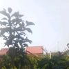 adipraw7