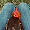 granja_narda