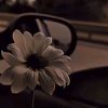 fa_f4ny