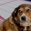 adognamedepicenter
