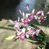 thanhliemm.01