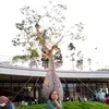 dianabdullah38
