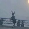 kevinlonjong_