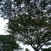 anitaratudj