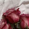 hibaelhuony_2