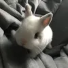 vmnpira