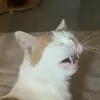 mogomd