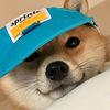 digglydogg