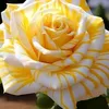 www.al_hayat
