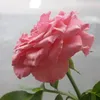 rosa.godoy3