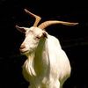 babygiggelgoat
