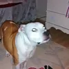 dorothycroucher6