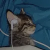 𝐃𝐇 𝐌𝐔𝐒𝐈𝐂🎶