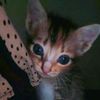 eny_yulianti