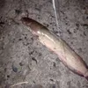 lelebetek