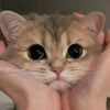 jhasanah_1428