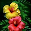 nill_akash_9373