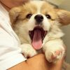 Funny Animals