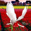 lbrahim5730