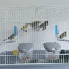 phano_canaris