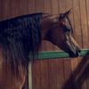 lubna_sam