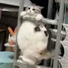 ranran_nyan