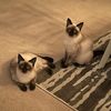 cupcake_and_sassy