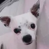 milowthechi