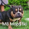m8_mops1k