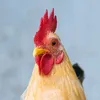 chickyminaj301