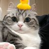 gumbaltop