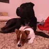 kokodogui