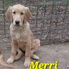 goldenretrieverpuppypaws
