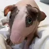fiirjgjrjrifi