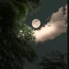 haobeidi8